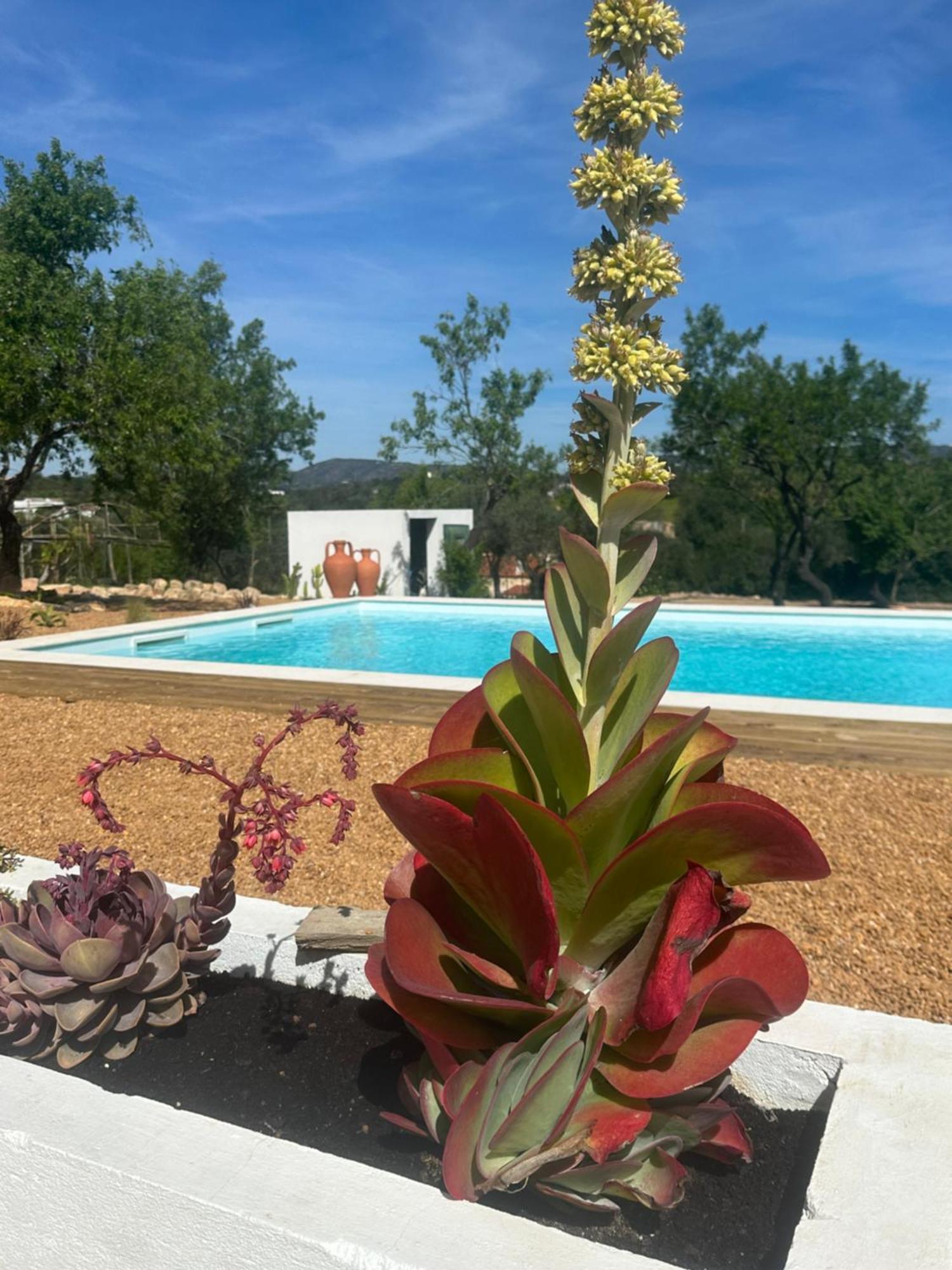 La Quinta Da Liberdade - Ferme De Charme En Algarve Villa Pechão Exterior photo